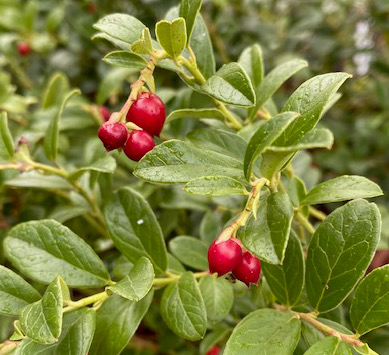 Vaccinium vitis-idaea Koralle Group